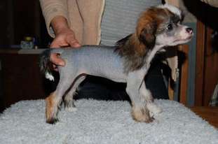 Crested Clan Brown Bliss Crested Clan Brown Bliss