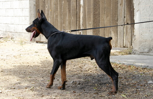 Kimbo vom Bergkönig Kimbo vom Bergkönig