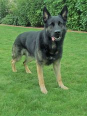 Lasse (SZ-R 20000071) Lasse (SZ-R 20000071)