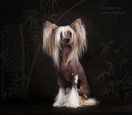 Rus Lorens Indzhy Little Dark Horse Rus Lorens Indzhy Little Dark Horse