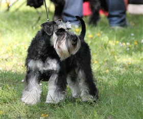 Holly Dolly of Wagras Hope Holly Dolly of Wagras Hope