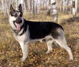 Legenda Rus Yashar Sandars Legenda Rus Yashar Sandars