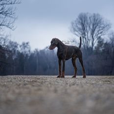 Athos vom Weinparadies Athos vom Weinparadies
