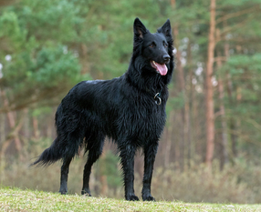 Black Pearl Pella von der Nidderspitz Black Pearl Pella von der Nidderspitz