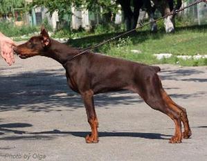 Illiada-irida van Anberi Illiada-irida van Anberi