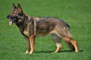 Donna vom Kandersturm Donna vom Kandersturm
