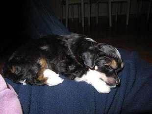 Doggielands Dogs Teddybear Doggielands Dogs Teddybear