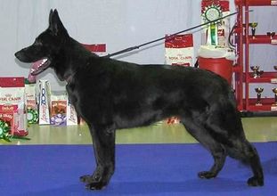DEZI GRAND (Volkov) DEZI GRAND (Volkov)