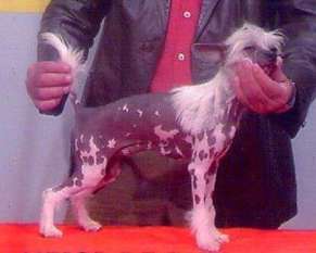 Hairless Whisper Von Shinbashi Hairless Whisper Von Shinbashi