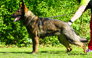 Esme von der Belferlein Esme von der Belferlein