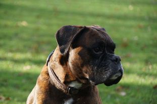 Elroy aus der Stadt der tausend Feuer Elroy aus der Stadt der tausend Feuer