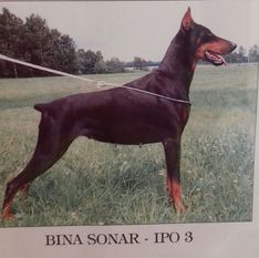 Bina Sonar Bina Sonar