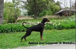 Amica Cor Leonum Amica Cor Leonum