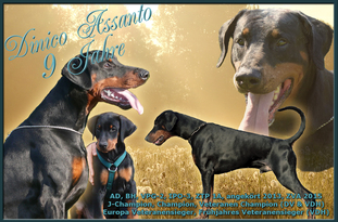 Dinico Assanto Dinico Assanto