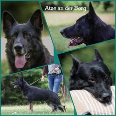Atze an der Borg Atze an der Borg
