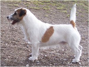 Bushwack's Aussie Boy To Saltis Bushwack's Aussie Boy To Saltis