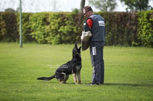 Tawa vom bösen Bruderblick Tawa vom bösen Bruderblick
