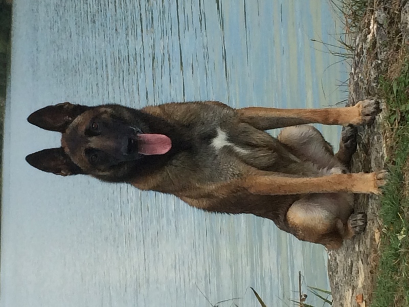 Cruz du Domaine des Six Bourgeois – working-dog Cruz du Domaine des Six Bourgeois – working-dog
