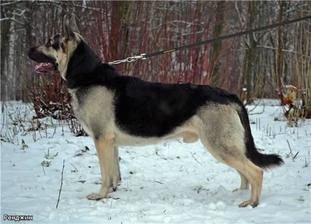 Rendzhin RKF R 2394152 (Babikov) Rendzhin RKF R 2394152 (Babikov)