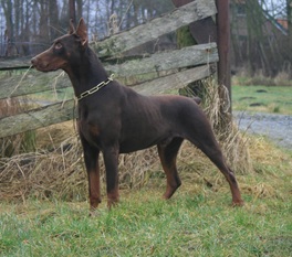 Hektor (Bauer) Hektor (Bauer)