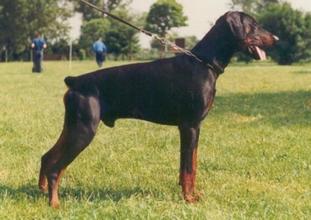 Nero von Mahuba (dzb 100097) Nero von Mahuba (dzb 100097)