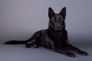 Aaron-Mylo von Pike's Spirit Aaron-Mylo von Pike's Spirit