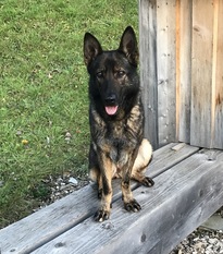 Alida vom Haus Finkeler Alida vom Haus Finkeler