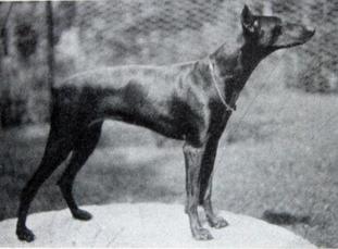 Sybilla von Trail 'em Sybilla von Trail 'em