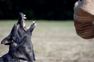 Jefe vom Wolfsweiher Jefe vom Wolfsweiher