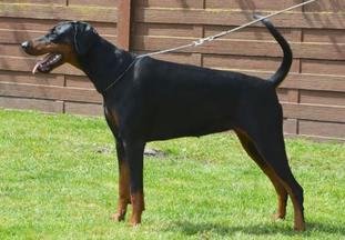 Nona Black Beauty van't Duinezicht Nona Black Beauty van't Duinezicht