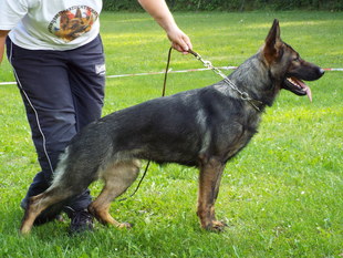 Pepsi von der Gewürzwiese Pepsi von der Gewürzwiese