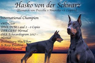 Hasko von der Schwarz Hasko von der Schwarz