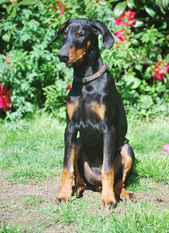 Carla von Engelhardt Carla von Engelhardt