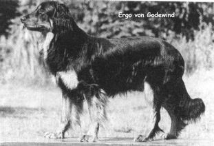 Ergo von Godewind Ergo von Godewind