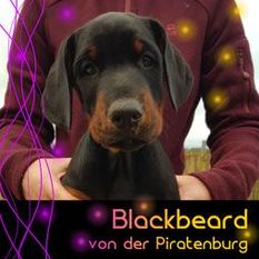 Blackbeard von der Piratenburg Blackbeard von der Piratenburg