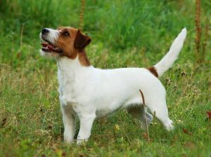 Goldsand's Bodil M Goldsand's Bodil M