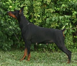 Kansa's Zerendipity V Dobestar Kansa's Zerendipity V Dobestar