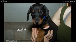 Phanomen Magilla Phanomen Magilla
