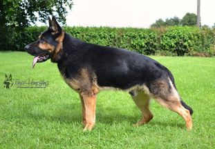 Zasko von der Eselsburg Zasko von der Eselsburg