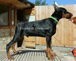 Frenky di Diwinum Frenky di Diwinum