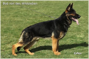 Bob von den Wilddieben Bob von den Wilddieben