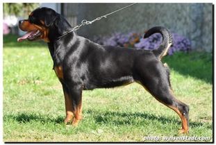 Mimi von Haus Drazic Mimi von Haus Drazic