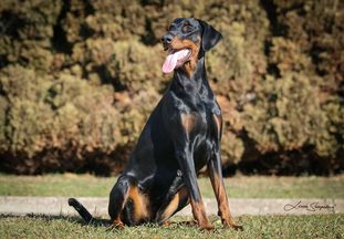 Heidi Black Sagitta Heidi Black Sagitta