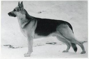 Gray (Romanov) Gray (Romanov)