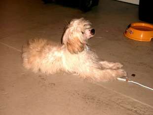 Be My Dog's Aladin Be My Dog's Aladin