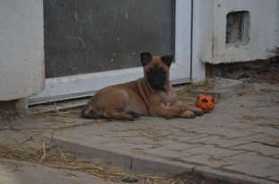 Lexi z Lounského chovu Lexi z Lounského chovu