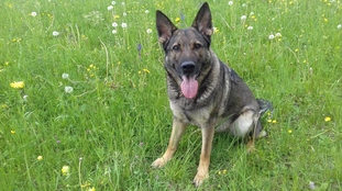 Bora von der Wolfsmacht Bora von der Wolfsmacht