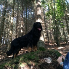 Hitch vom Schondratal Hitch vom Schondratal