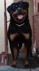 Viva Robi Rott Viva Robi Rott