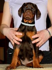 Clementine von der Piratenburg Clementine von der Piratenburg